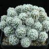 Mammillaria_gracilis_arizon